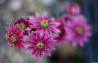 Mit Zwischenringen kann man ganz gute Makros mit zartem Bokeh aufnehmen. Helios-44 Dresden Mickten Makro Blume Blüte Fotograf