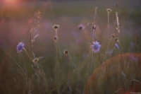 Wiese in der untergehenden Abendsonne, f/2.0 am APS-C-Sensor. Helios-44-2 Briesnitz Elbwiese Abendsonne Blume Blüten Hochzeitsfotograf