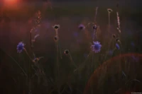 Eine etwas dunkler abgestimmte Version. Helios-44 Dresden Wiese Gegenlicht Blumen Blüte Vintage