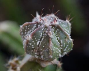 Ast 565: (MYRxCAP) x (COAxAST) variegat ornatum asterias hybrid caput medusae onzuka senile Astrophytum