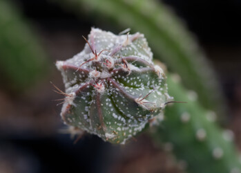 Ast 565: (MYRxCAP) x (COAxAST) capricorne Astrophytum super kabuto kikko hybrid coahuilense niveum hanazono senile Fotograf ornatum