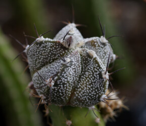 Ast 574: (COAxAST) x (MYRxCAP) senile Astro capricorne caput medusae Fotograf crassispinum fukuryu niveum myriostigma kitsoku onzuka