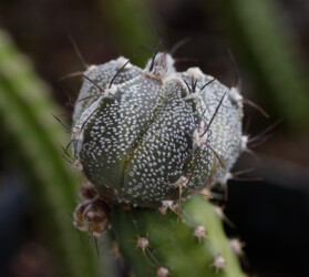 Ast 574: (COAxAST) x (MYRxCAP) hanazono onzuka Fotograf coahuilense caput medusae fukuryu hybrid