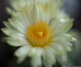 Pentax Asahi Super-Takumar 50mm f/1.4 Astrophytum ornatum Blüte Makro