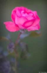 Pentax Asahi Super-Takumar 50mm f/1.4 Rose