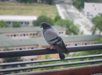 Taube Balkon Industar-50-2 50mm Freital Johannstadt Tharandt Blasewitz