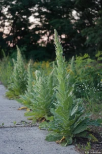 Königskerzen bei Radebeul. Industar-50-2 Königskerze Bischofswerda Moritzburg Dresden Loschwitz Löbtau Meißen Striesen Nossen Tharandt Hochzeitsfotograf