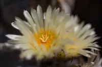 Makro mit Zwischenring am Canon-Vollformat,  zweites Domiplan, f/2.8. Domiplan Makro Kaktusblüte