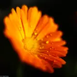 Blume mit Regentropfen am Wegrand, Pentax Asahi 50mm f/1.4 mit Zwischenring am Canon Vollformat. Blume orange Blüte Tautropfen Tau Bokeh Pentax Asahu Super Takumar 50mm Bokeh