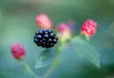 Brombeeren, f/1.4 am Vollformat. Pentax Asahi Super-Takumar 50mm f/1.4 Hochzeitsfotograf Dresden Brombeere Brombeeren