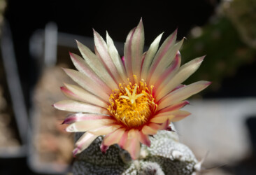 Ast 574: (COAxAST) x (MYRxCAP) super kabuto Fotograf myriostigma hakuun Astro