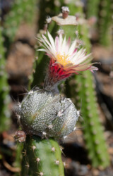 Ast 574: (COAxAST) x (MYRxCAP) Astrophytum super kabuto kikko coahuilense