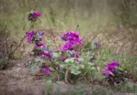 Blume an einem Feldrand bei Schlabendorf, Helios-44-2, APS-C-Sensor. Blume Makro Schlabendorf Helios-44-2