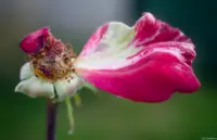 Dresden Freital Pirna Kamenz Industar Johannstadt Fotograf Hochzeit Dresden