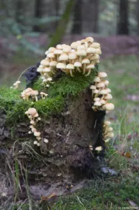 An dem trüben Tag kam ich im Wald mit der Lichtstärke von f/3.5 schnell an die Grenzen, zumal ich auf der Tour nur die 70D dabei hatte. Industar-50-2 Pilze Hochzeitsfotograf Kamenz Johannstadt Löbtau Dresden Meißen