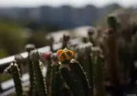 Pentaflex, f/2.8, Vollformat. Pentaflex 1.8/50 Kakteen Kaktus variegat Standesamt Brautpaarshooting Fotograf Bischofswerda Bautzen Radebeul Nossen