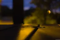 Pentaflex, f/2.8, APS-C-Sensor.  Das Bokeh ist deutlich sechseckig. Pentaflex 1.8/50 nachts Blatt Holztisch Brautpaarshooting Schleier Hochzeitsfoto Hochzeitsfotograf Striesen