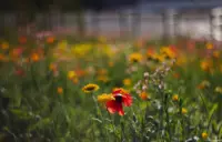 Blütenmeer mir schönem Bokeh, f/1.8 am APS-C-Sensor. Pentaflex 50mm f/1.8 auto-color Blumen Wiese Gegenlicht Hochzeitsfotografie  Brautfoto Hochzeitsfotograf Nossen Wilsdruff