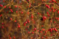 Pentaflex, APS-C-Sensor. Pentaflex 50mm f/1.8 Hagebutte Hagebutten Bokeh Brautpaarshooting Hochzeitsfotografie Dresden Pieschen