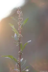 Lensflares bei Gegenlicht, man fühlt sich an das Industar-50-2 erinnert, f/1.8, APS-C-Sensor. Pentaflex 50mm f/1.8 auto-color Gegenlicht Beifuß Brautpaarshooting Brautpaar Hochzeitsshooting Kirche Dresden Dippoldiswalde