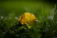 Pentaflex, f/1.8, Vollformat. Pentaflex 1.8/50 Blatt Herbst Wiese Brautfoto Kirche Hochzeitsfotograf Brautpaar Fotograf Radebeul Johannstadt