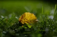 Pentaflex, f/2.8, Vollformat. Pentaflex 50mm f/1.8 Blatt Herbst Wiese  Brautpaar Hochzeitsshooting Hochzeitsfoto Heidenau Kamenz Tharandt