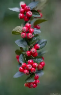 Pentaflex, Vollformat. Pentaflex 1.8/50 auto-color Rote Beeren Brautkleid Standesamt Hochzeitsshooting Fotograf Moritzburg Blasewitz