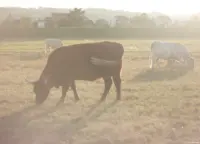 Härtetest bei extremen Gegenlicht, Pentaflex, APS-C-Sensor. Pentaflex 50mm f/1.8 auto-color Kuh Weide Gegenlicht Hochzeitsfotografie Brautpaarshooting Hochzeitsshooting Dresden Freital