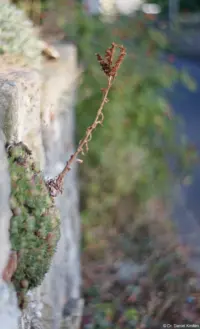 Pentaflex, APS-C-Sensor. Pentaflex 1.8/50 Mauer Bokeh Schleier Kirche Brautpaar Hochzeitsfotografie Fotograf Dresden Pirna