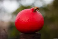 Pentaflex, APS-C-Sensor. Pentaflex 1.8/50 auto-color Kürbis Helloween Hochzeitsshooting Fotograf Hochzeitsfoto Brautpaar Pillnitz Freital