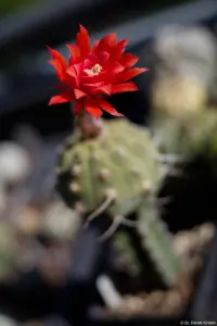 Pentacon, Vollformat. Pentacon 1.8/50 mc auto Kaktus Rote Blüte Hochzeitsshooting Fotograf Nossen Dresden