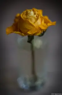 Gelbe Rose, Pentacon, f/1.8 am Vollformat. Pentacon 50mm f/1.8 auto Gelbe Rose Hochzeitsfotografie Brautfoto Kirche Brautpaarshooting