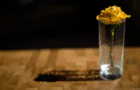 Pentacon, Vollformat. Pentacon 1.8/50 multi coated gelbe Rose Schatten Brautkleid Brautfoto Dresden Pillnitz