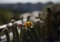 Das gleiche Motiv mit dem Pentacon bei f/1.8. Pentacon 1.8/50 mc Kaktus Fotograf Hochzeitsfotograf Moritzburg Striesen Tharandt