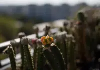 Pentacon, f/2.8, Vollformatsensor. Pentacon 50mm f/1.8 multi coated Kaktus Kakteen Hochzeitsshooting Hochzeitsfotograf Brautpaarshooting Pirna Dresden Loschwitz