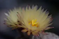 Kaktusblüte, Pentacon, Vollformat. Pentacon 1.8/50 auto Kaktus Astrophytum Blüte Brautfoto Hochzeitsshooting Brautpaar Hochzeitsfotograf Loschwitz