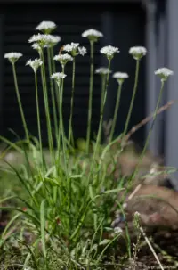 Pentacon, Vollformat. Pentacon 50mm f/1.8 mc auto Blume  Hochzeitsfotograf Brautkleid Hochzeitsfotografie Blasewitz Pirna