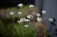 Pentacon, Vollformat. Pentacon 1.8/50 multi coating Blume Hochzeitsfotograf Hochzeitsshooting Dresden Heidenau Moritzburg Striesen