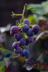 Weintrauben, Pentacon, Vollformat. Pentacon 1.8/50 mc Weintrauben Fotograf Brautpaar Brautpaarshooting Schleier Standesamt Striesen Bischofswerda