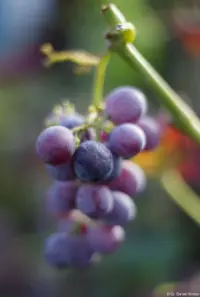 Verträumte Weintrauben, Pentacon, Vollformat. Pentacon 50mm f/1.8 multi coating verträumte Weintrauben Bokeh Bautzen Dresden Tharandt Dippoldiswalde Heidenau