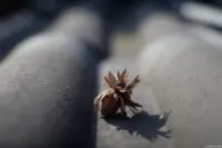 Haselnuss im Gegeblicht, Pentacon, Vollformat. Pentacon 1.8/50 auto Gegenlicht Haselnuss Dachziegel Hochzeitsfotograf Kirche Brautkleid Standesamt Fotograf Dresden Stolpen Loschwitz