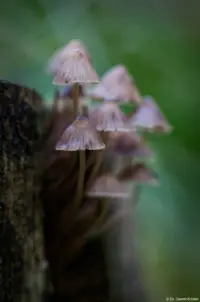Pilze in der Dresdner Heide, Pentacon, Vollformat. Pentacon 1.8/50 multi coated mc Pilze Baumstamm Hochzeitsfotograf Pillnitz Blasewitz Bautzen Dresden