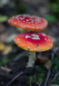 Fliegenpilze, Pentacon, f/1.8, Vollformat. Pentacon 1.8/50 mc auto Amanita muscaria Standesamt Kirche Brautfoto Dresden Pieschen Dresden Heidenau Blasewitz