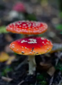 Fliegenpilze, Pentacon mit Polfilter, f/1.8, Vollformat. Pentacon 50mm f/1.8 multi coated Fliegenpilz Hochzeitsshooting Brautfoto Hochzeitsfoto Bautzen Stolpen Radebeul