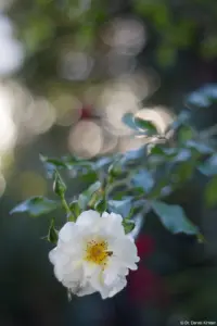Schönes Bokeh des Pentacon bei f/1.8 am APS-C-Sensor. Pentacon 50mm f/1.8 auto Weiße Rose Bokeh Brautpaarshooting Brautfoto Fotograf Hochzeitsfotograf Nossen Pieschen