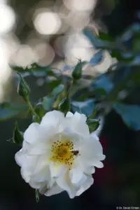 Beim leichten Abblenden bildet das Bokeh des Pentacon abgerundete Sechsecke. Pentacon 1.8/50 mc Weiße Rose Bokeh Hochzeitsshooting Schleier Fotograf Radeberg Heidenau Pieschen