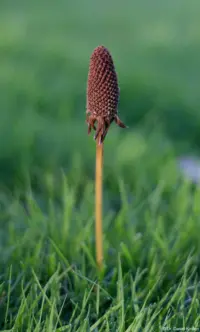 Pentacon, APS-C-Sensor. Pentacon 1.8/50 multi coating verwelkte Blüte Wiese Hochzeitsfotografie Hochzeitsfotograf Hochzeitsshooting Löbtau Stolpen Dresden