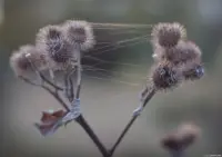 Disteln im Herbst APS-C-Sensor. Pentacon 50mm f/1.8 mc auto Disteln Spinnweben Altweibersommer Fotograf Brautfoto Hochzeitsfoto Kirche Standesamt Dresden Kamenz