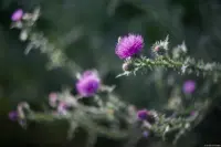 Disteln im Spätsommer 2023, sehr schön ausgeprägtes Bokeh, f/2.0, Vollformat. Helios-44 Hochzeitsfotograf Helios-44-2 Altglas Helios Dresden Disteln Bokeh