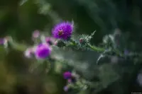 Disteln im Spätsommer 2023, sehr schön ausgeprägtes Bokeh, f/2.0, Vollformat. Helios-44 Hochzeitsfotograf Helios-44-2 Altglas Helios Dresden Disteln Wespe Bokeh
